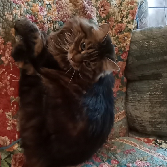 Meet your Posher, Ann - Picture 3 of 7